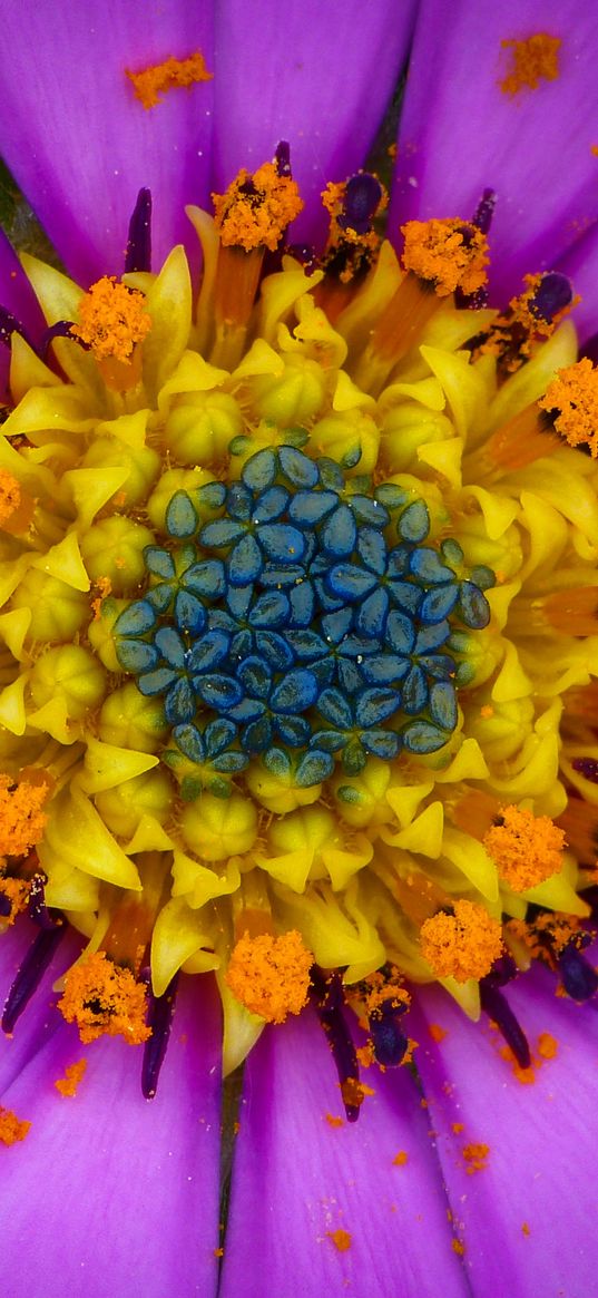 osteospermum, petals, flower, pollen, macro