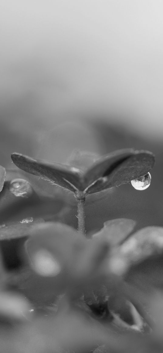 plant, leaves, drop, water, macro, rain, black and white