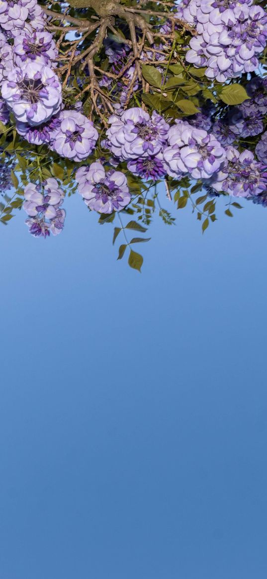 flowers, branches, leaves, blue background