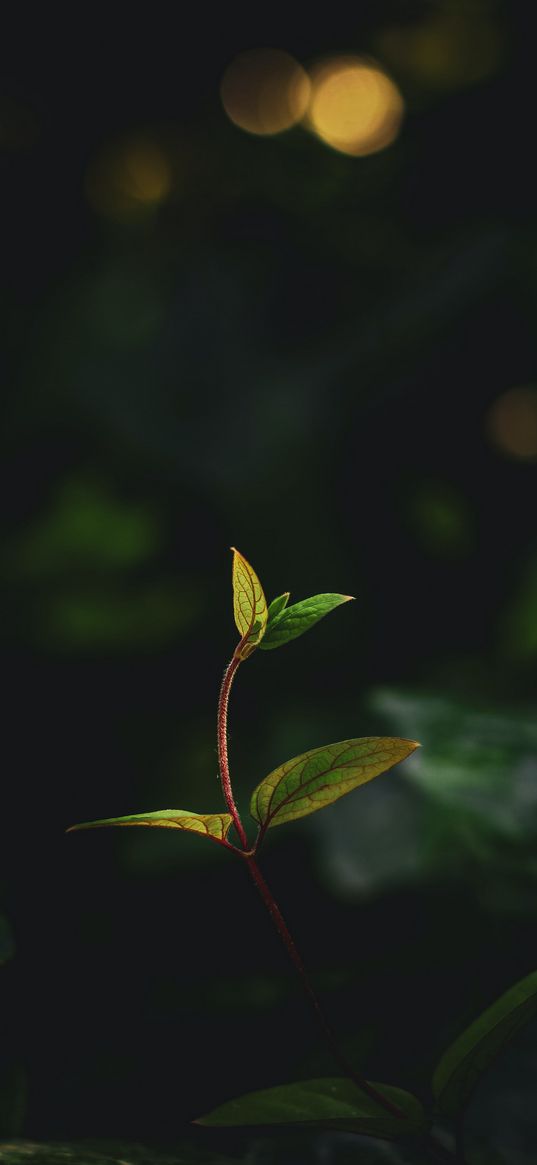 plant, leaves, sunlight, nature