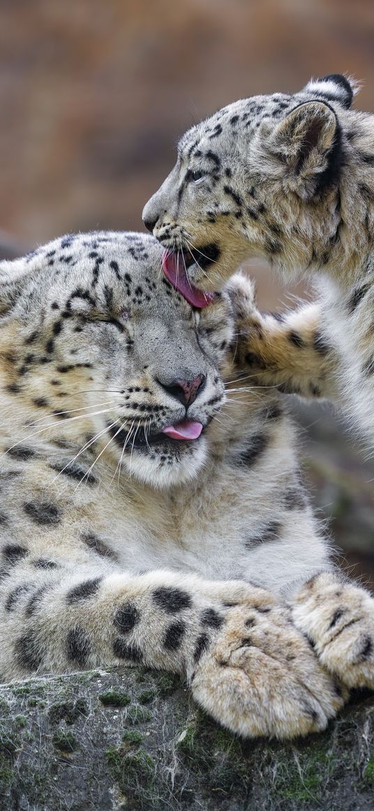 snow leopards, predators, big cat, kitten, animals, lick