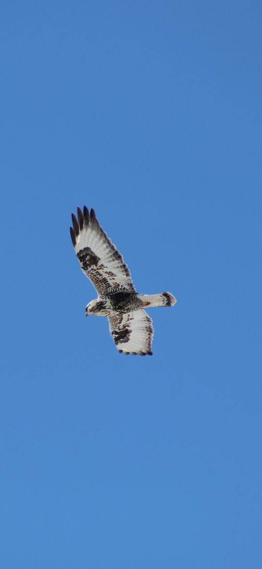 buzzard, bird, wings, flight, sky