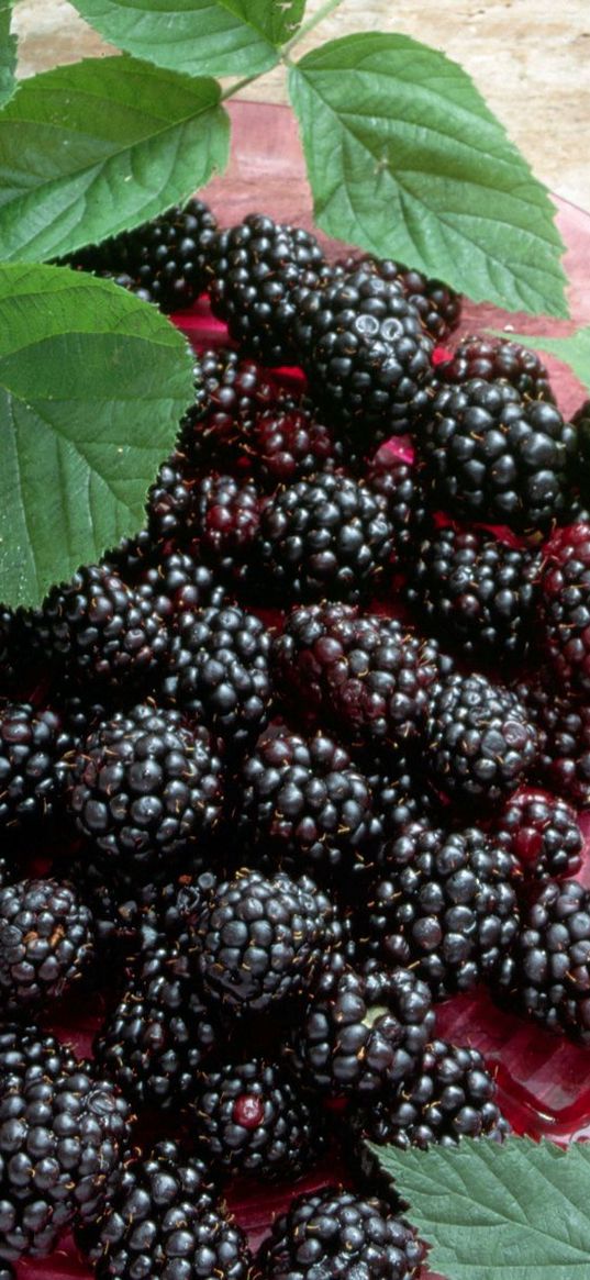 blackberry, baking, leaves