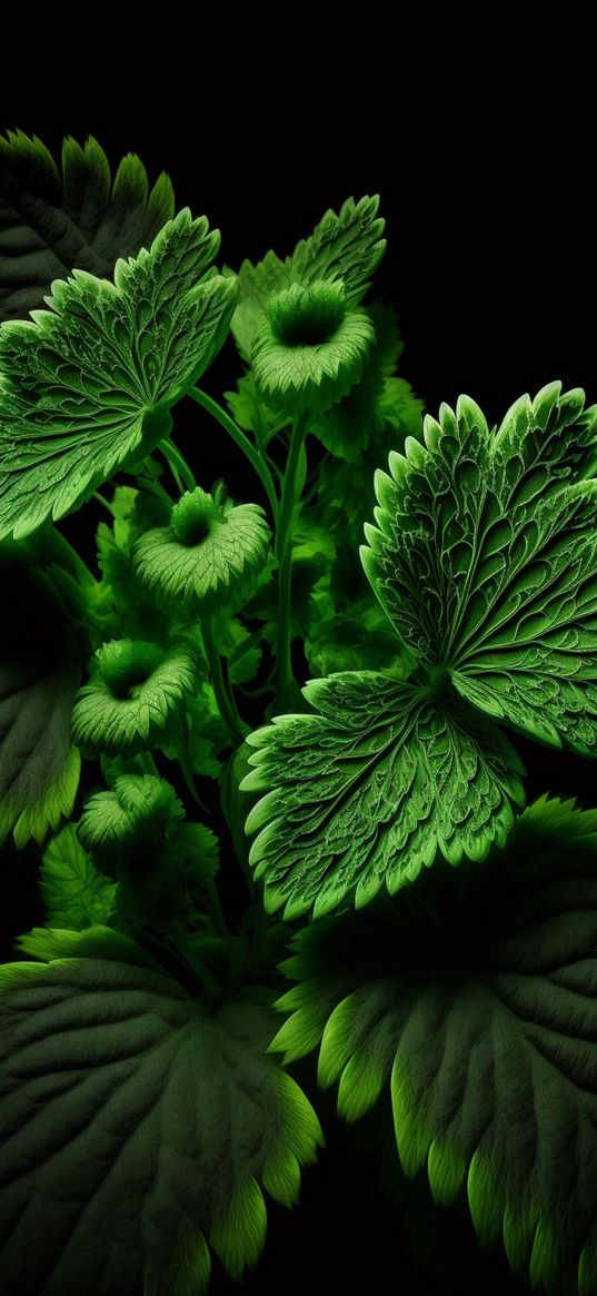 greens, plant, leaves, patterns, dark