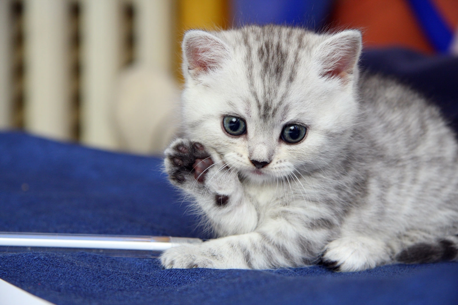 kitten, gray, white, striped