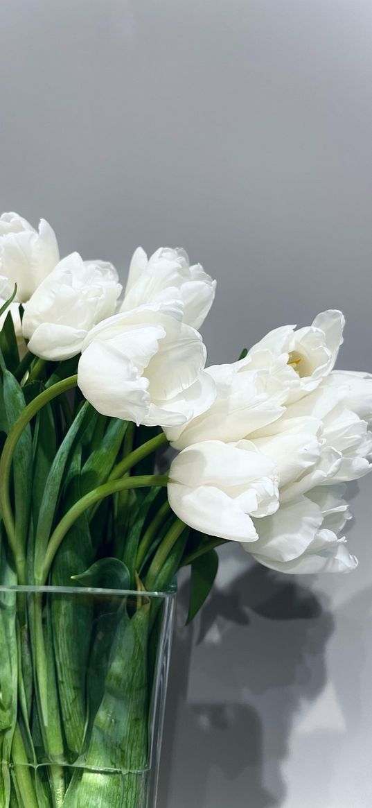 tulips, flowers, white, vase, gray background