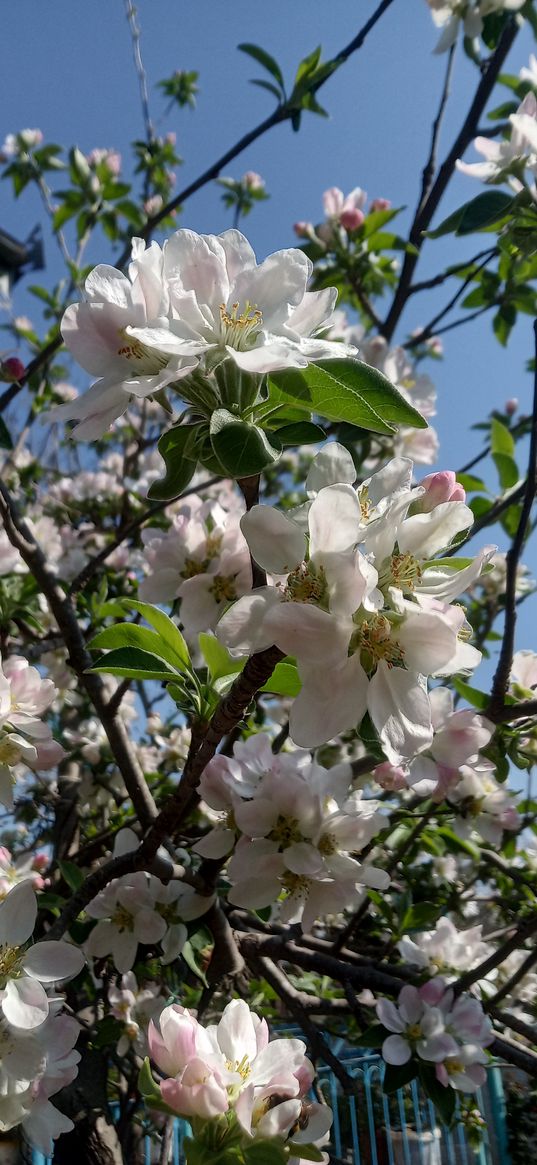 apple tree, tree, flowers, white, flowering