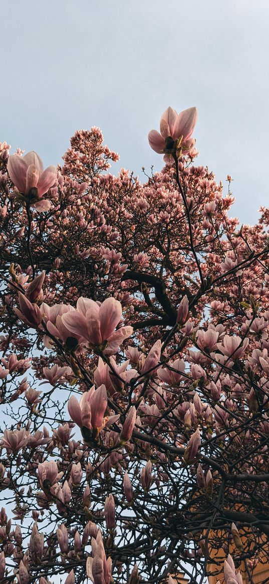 flowers, pink, magnolia, tree, sky