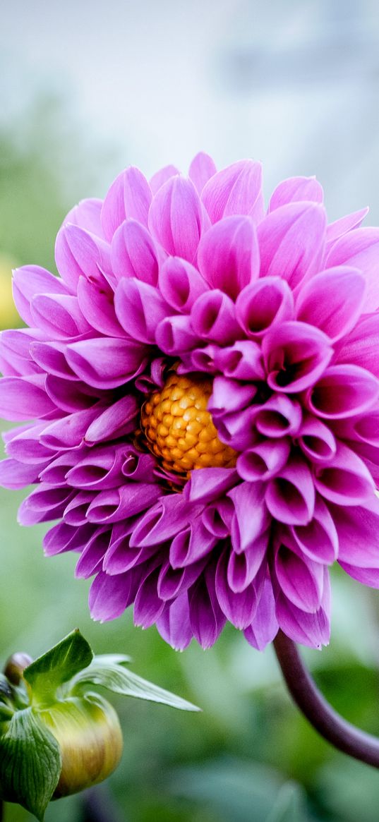 dahlia, flower, plant, purple, nature