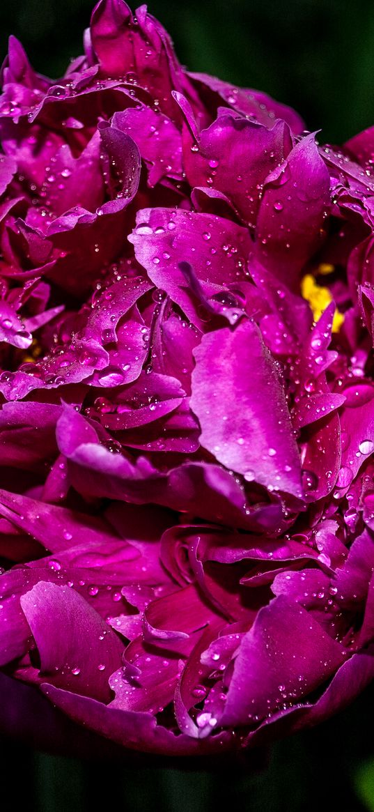 peony, flower, drops, purple, nature