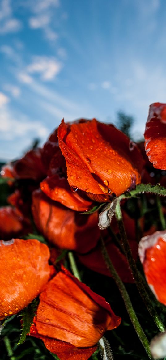 poppy, flowers, drops, blue sky, red