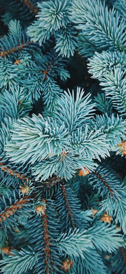 needles, blue spruce, tree, nature