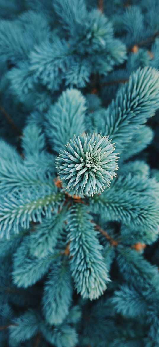 needles, blue spruce, tree, macro, nature