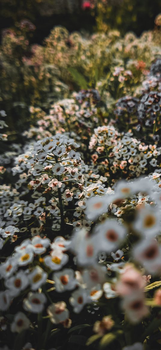 flowers, plants, field, bunches, white, nature