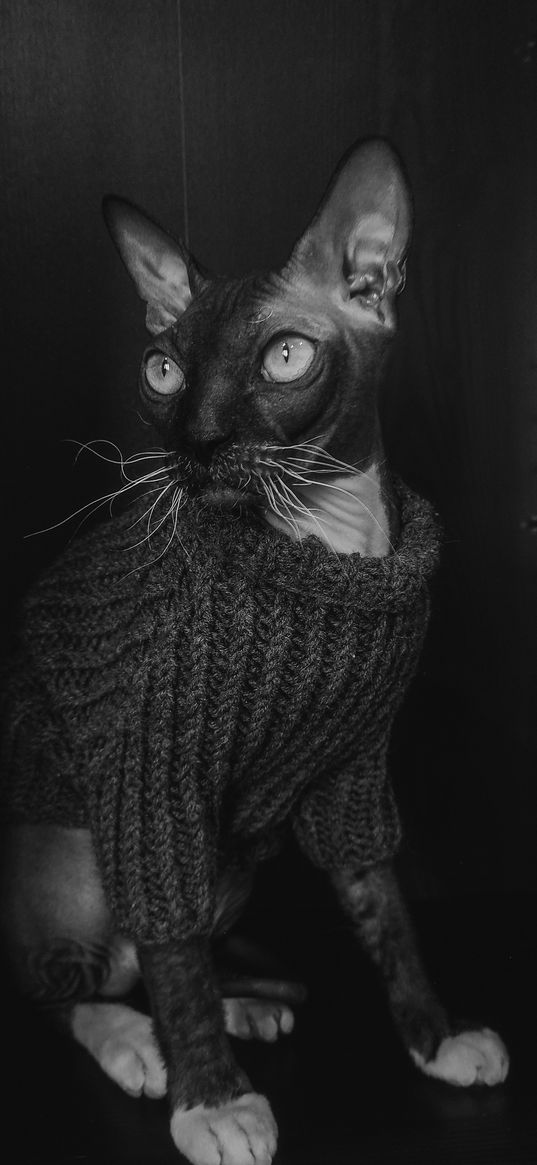 sphynx, cat, pet, sweater, black and white