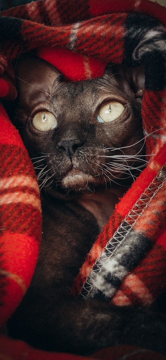 sphynx, cat, pet, plaid