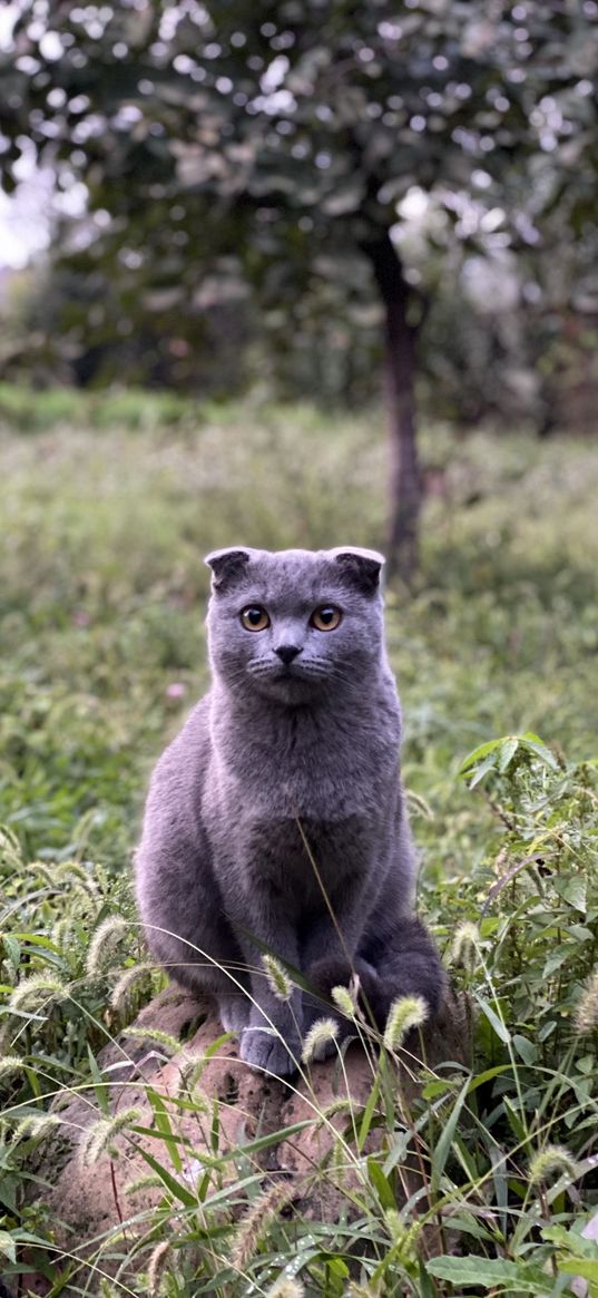 cat, animal, scottish, grey, stone, grass, tree