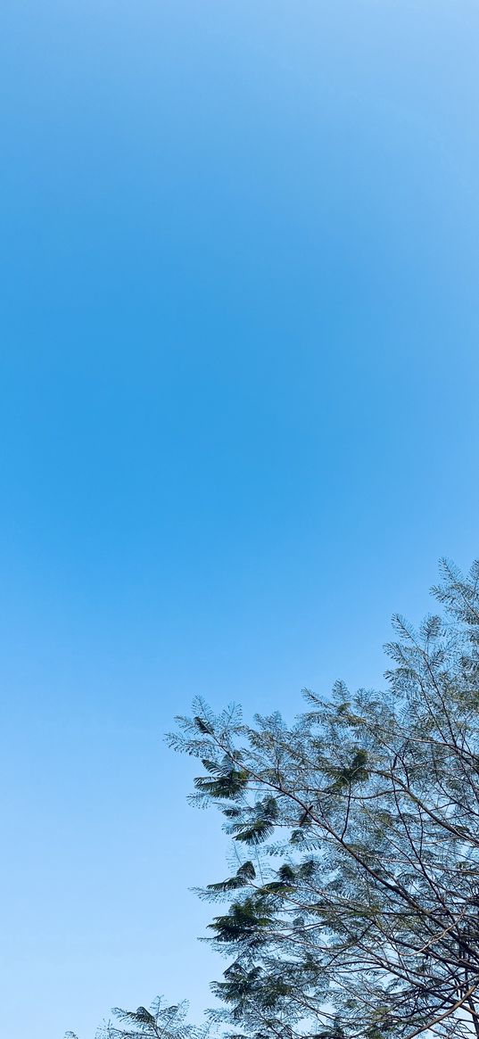 natural, blue, real, tree, sky, minimalism