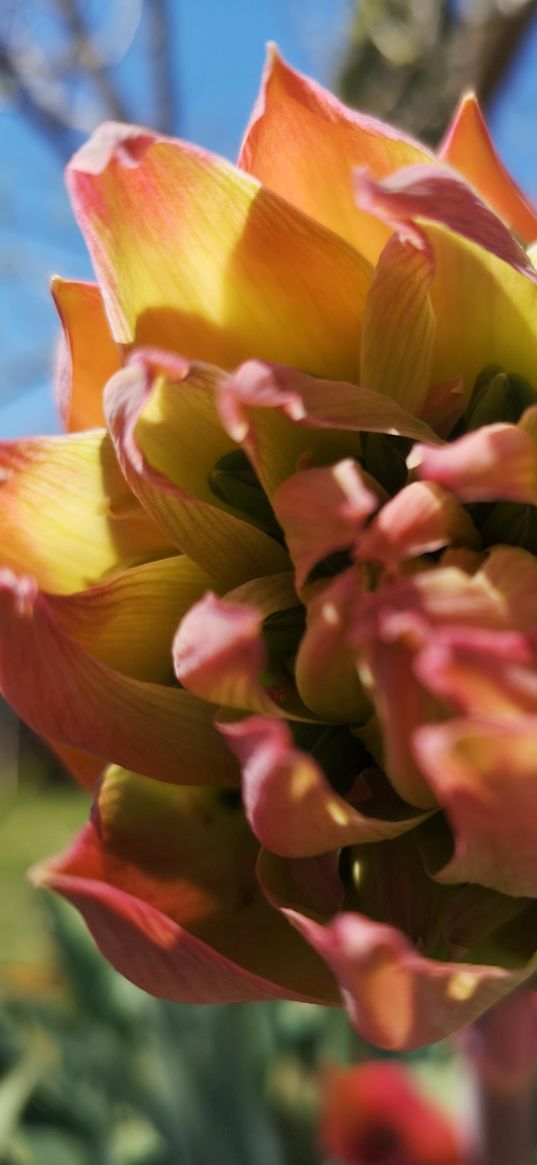 summer, nature, abkhazia, flower, macro