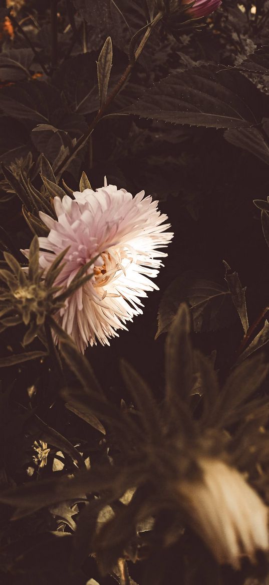 aster, flower, leaves, vintage, green