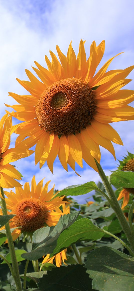 sunflowers, petals, leaves, flowers