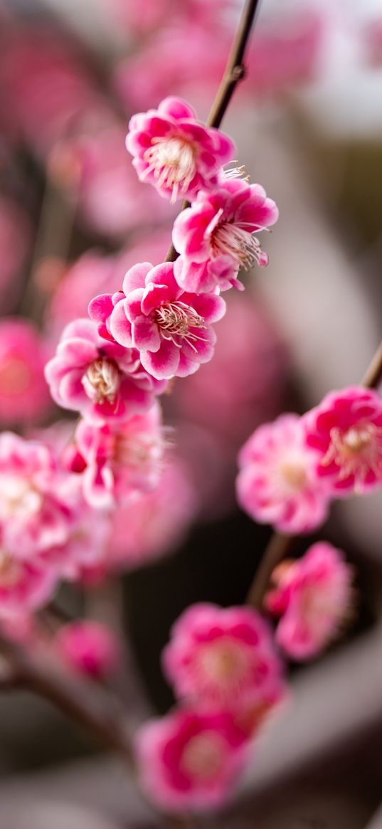 plum, flowers, branch, spring, pink