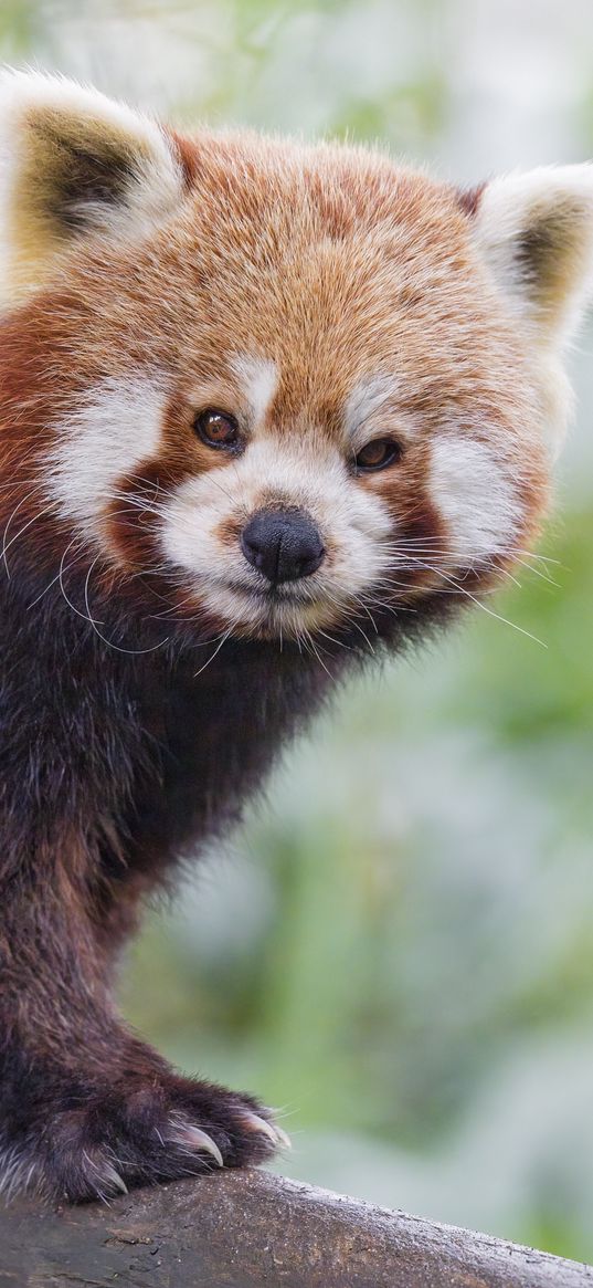 red panda, panda, animal, blur