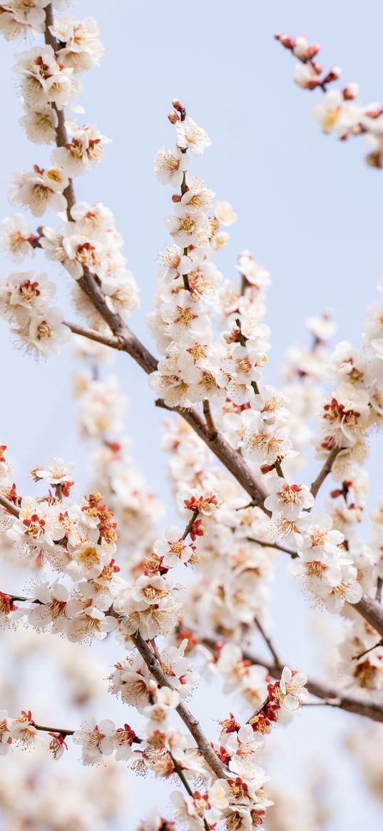 plum, branches, flowers, petals, blur, spring