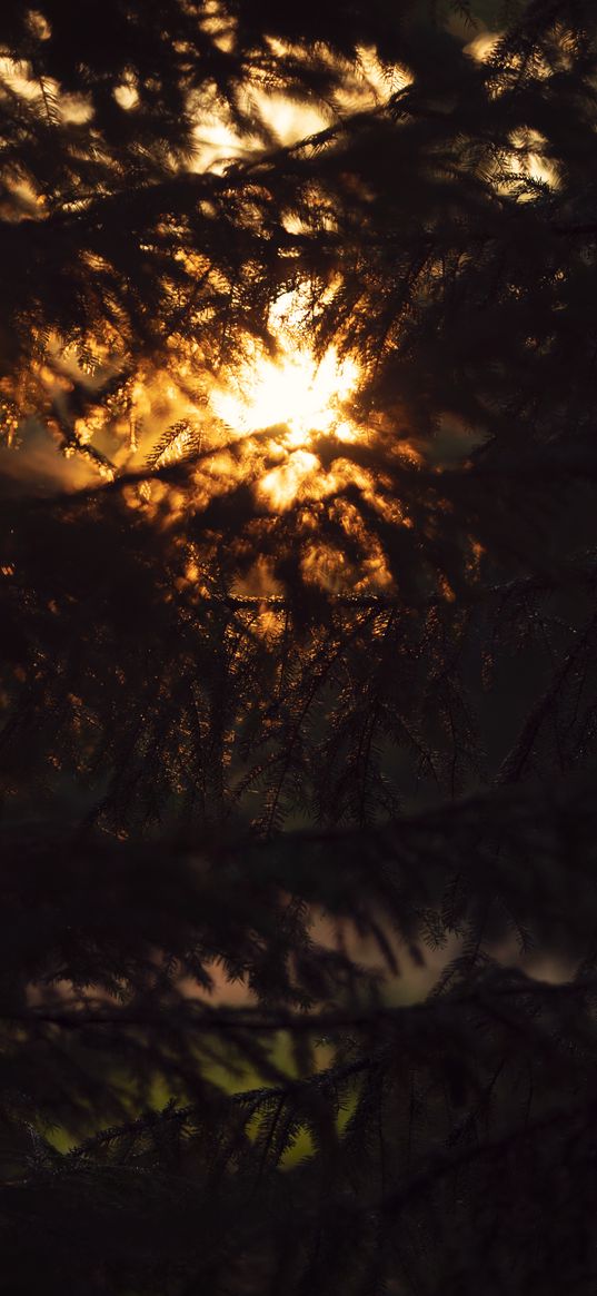 trees, branches, sunlight, dark