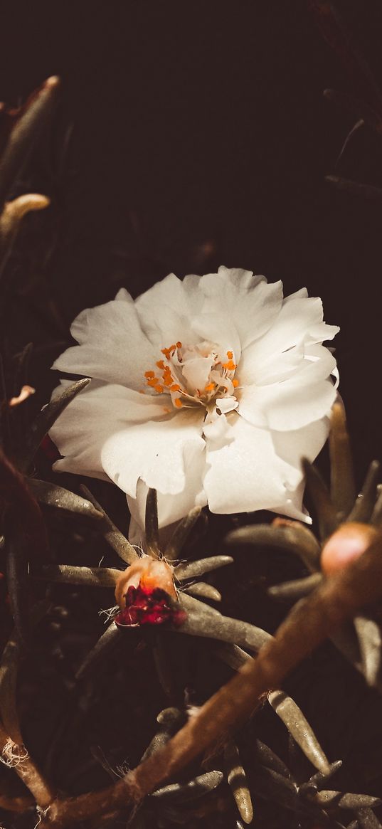 purslane, flower, plant, white, nature