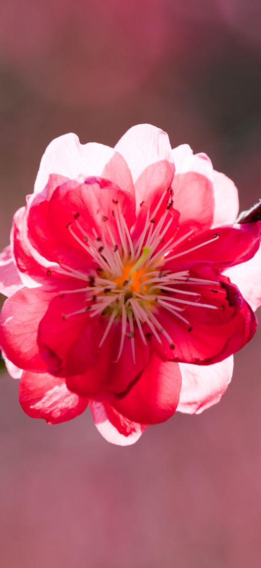 flower, petals, branch, peach, spring, sunshine