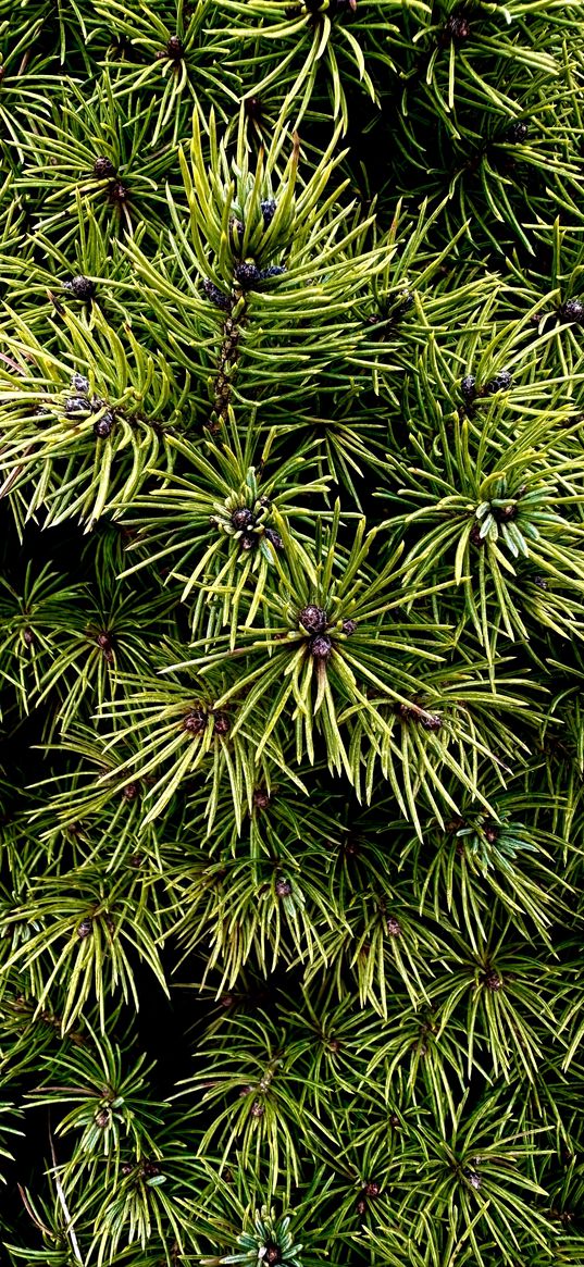 pine, tree, branches, needles, green