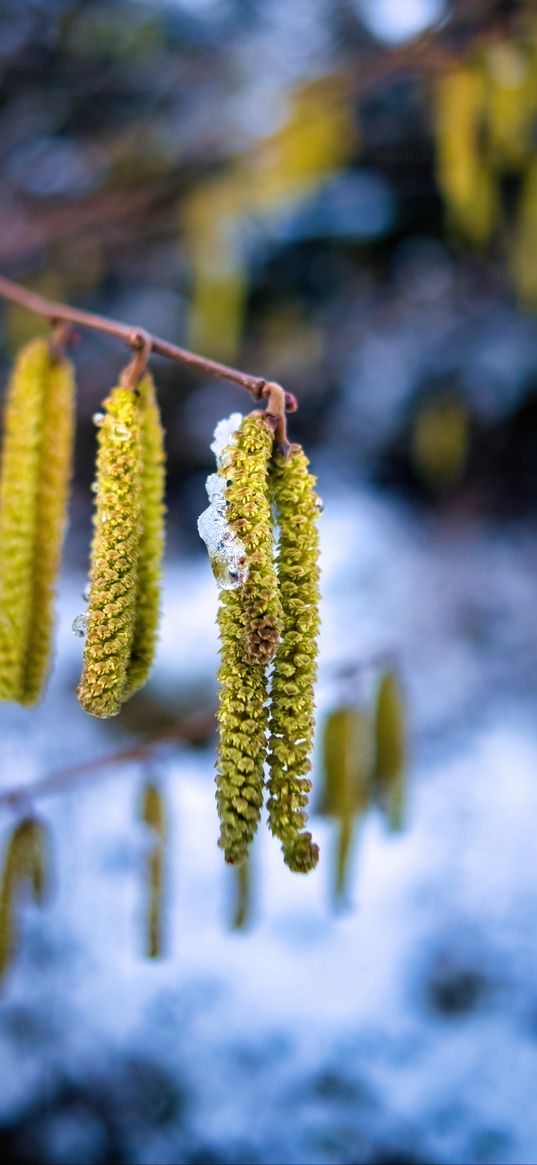 branch, inflorescence, blur, spring