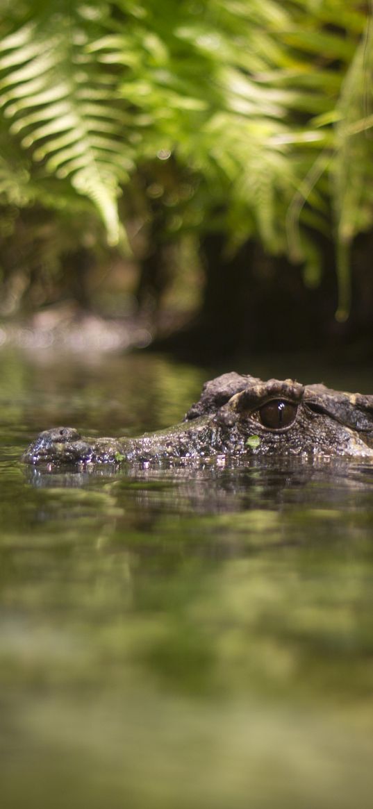 crocodile, eyes, pond, water