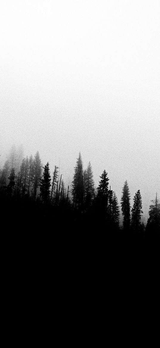 forest, slope, silhouettes, trees, black and white