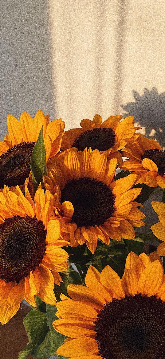 sunflowers, flowers, bouquet, yellow, room, light