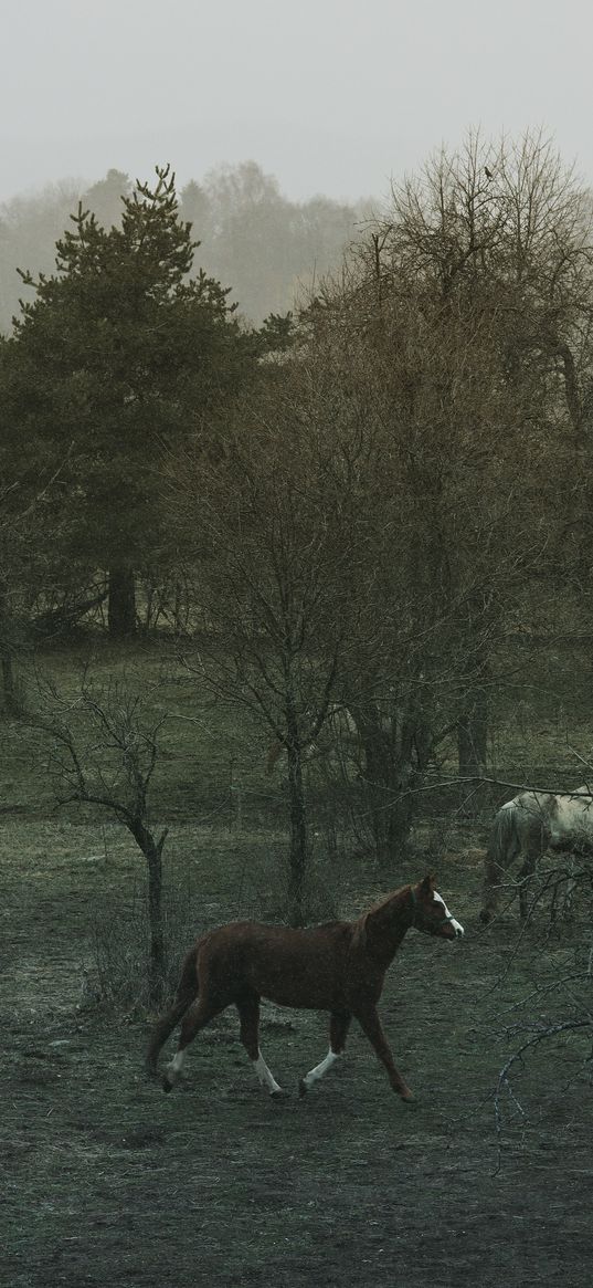 horses, trees, forest, fog, animals, nature