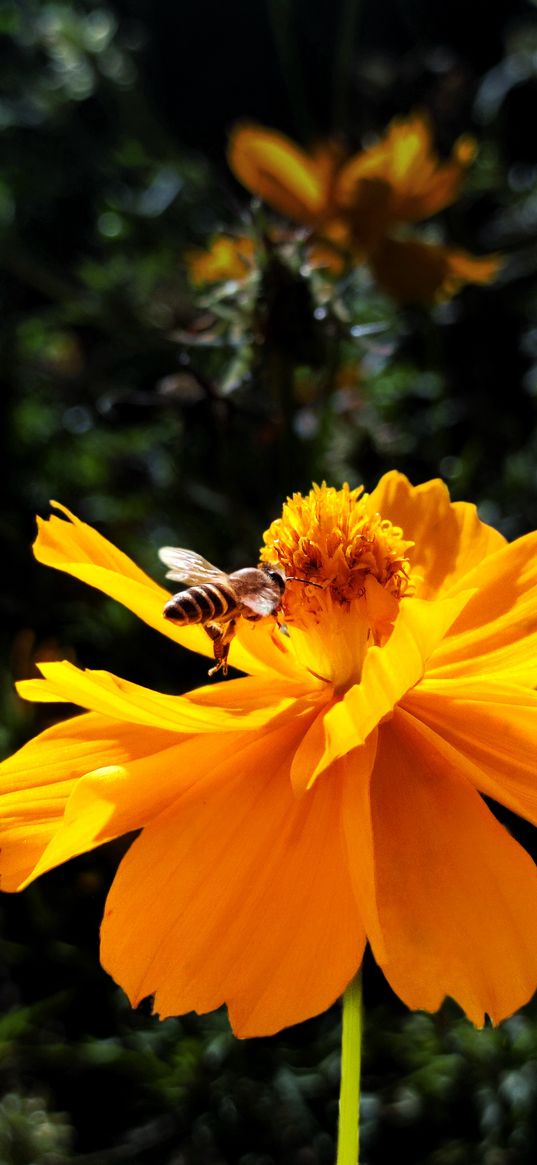 flower, bee, insect, plant, yellow, nature