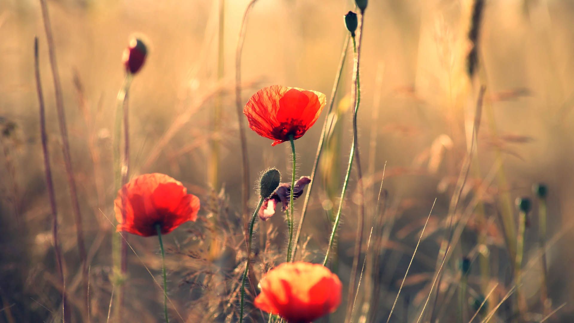 poppies, flowers, field, motion blur