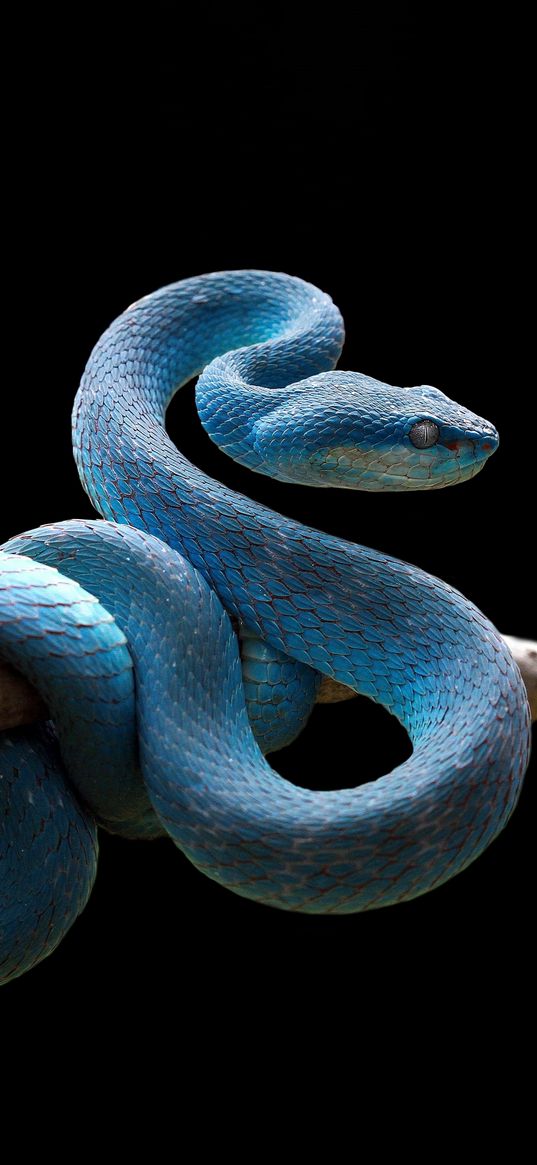 snake, branch, blue, animals