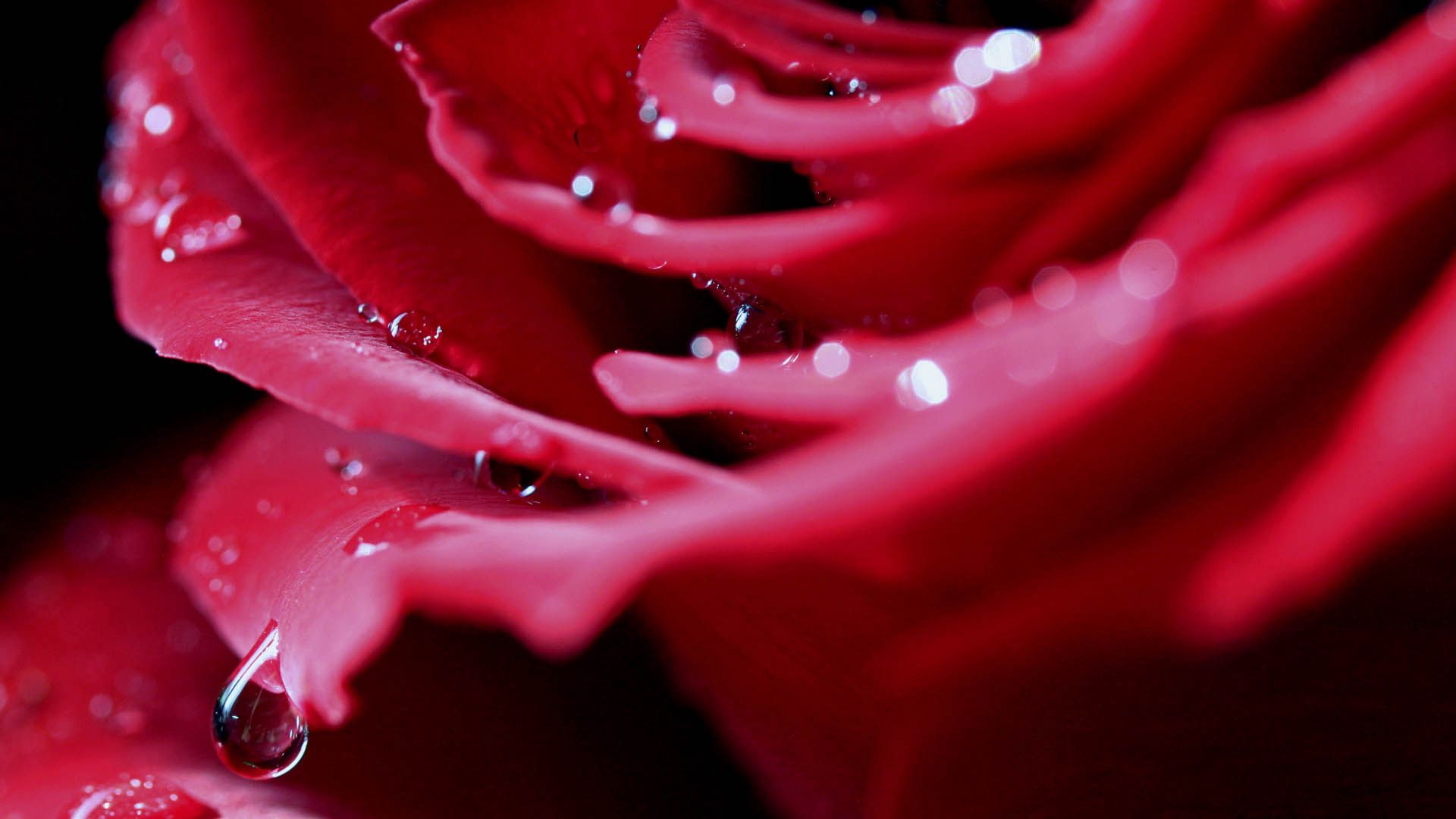 rose, petals, drops, dew