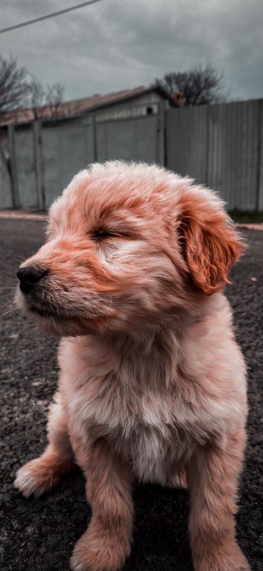 puppy, dog, ginger, cute, road