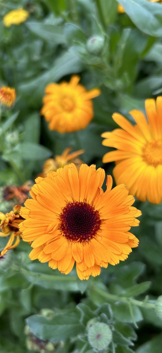 flower, calendula, yellow flower