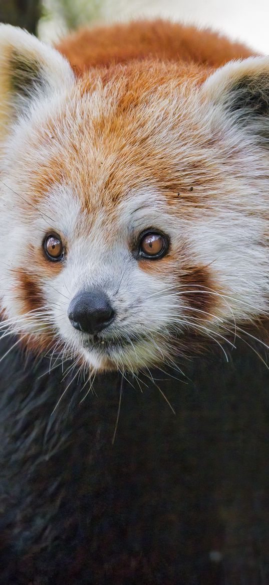 red panda, wildlife, animal, wild animal