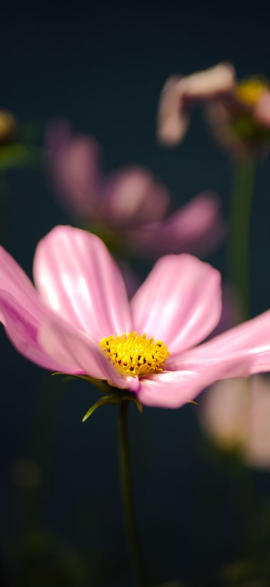 kosmeya, flower, petals, macro, pink, blur