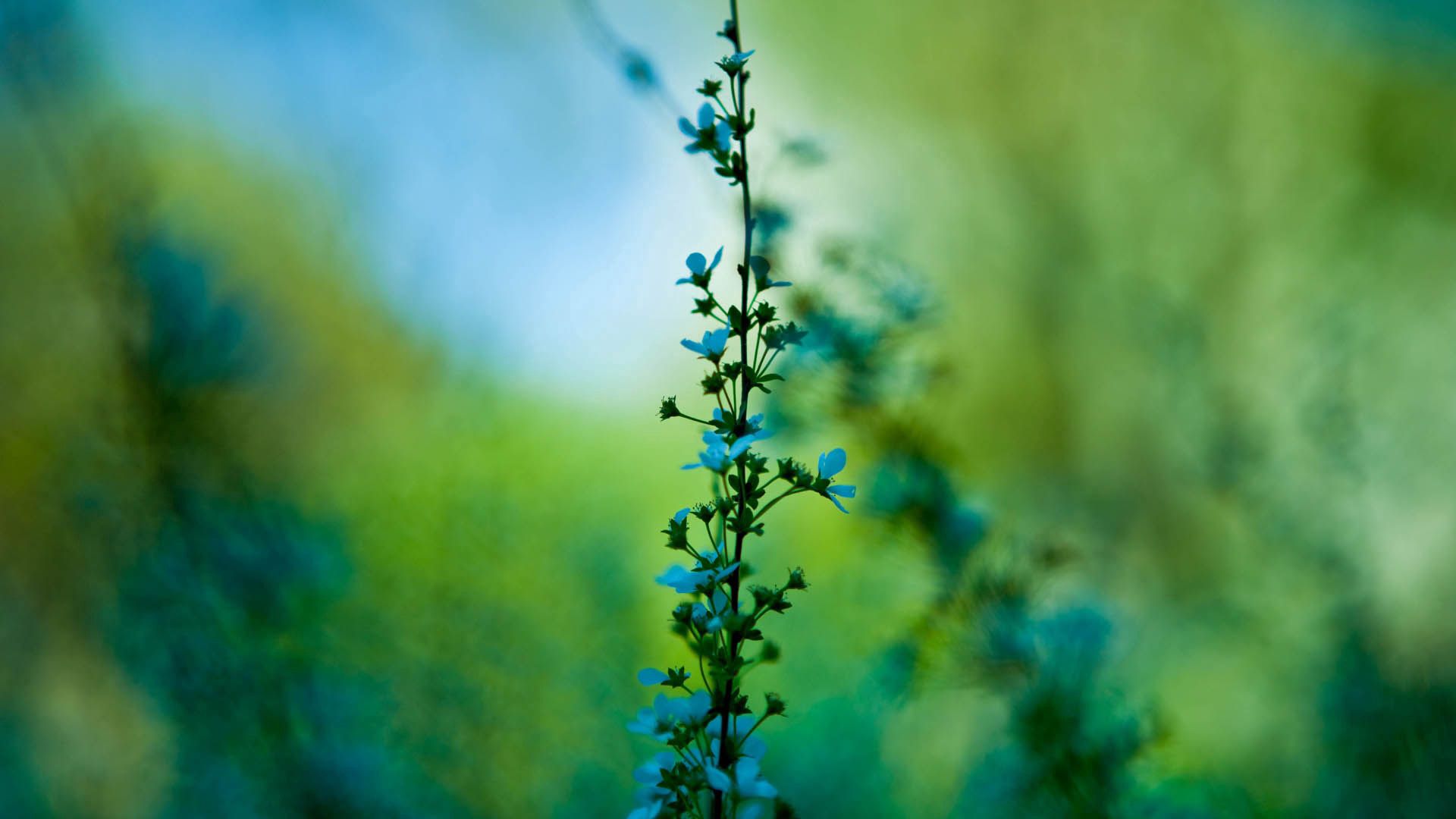 flower, blue, grass, motion blur