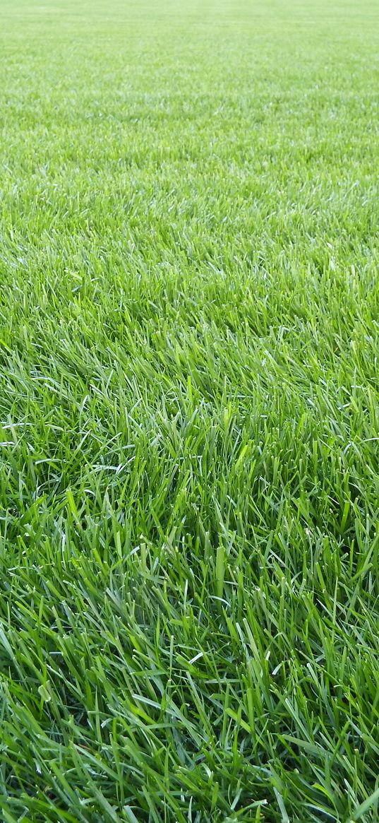 grass, lawn, field, greenery