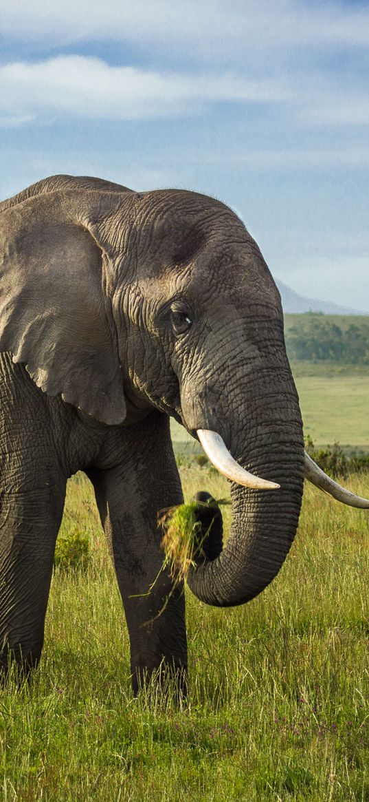 elephant, tusks, animal, wildlife, grass