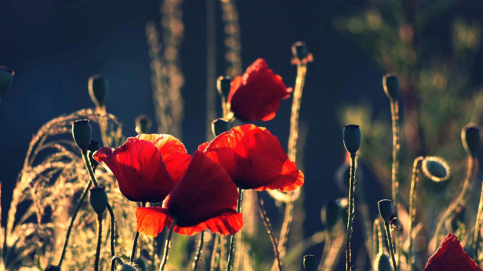 poppies, flowers, stems