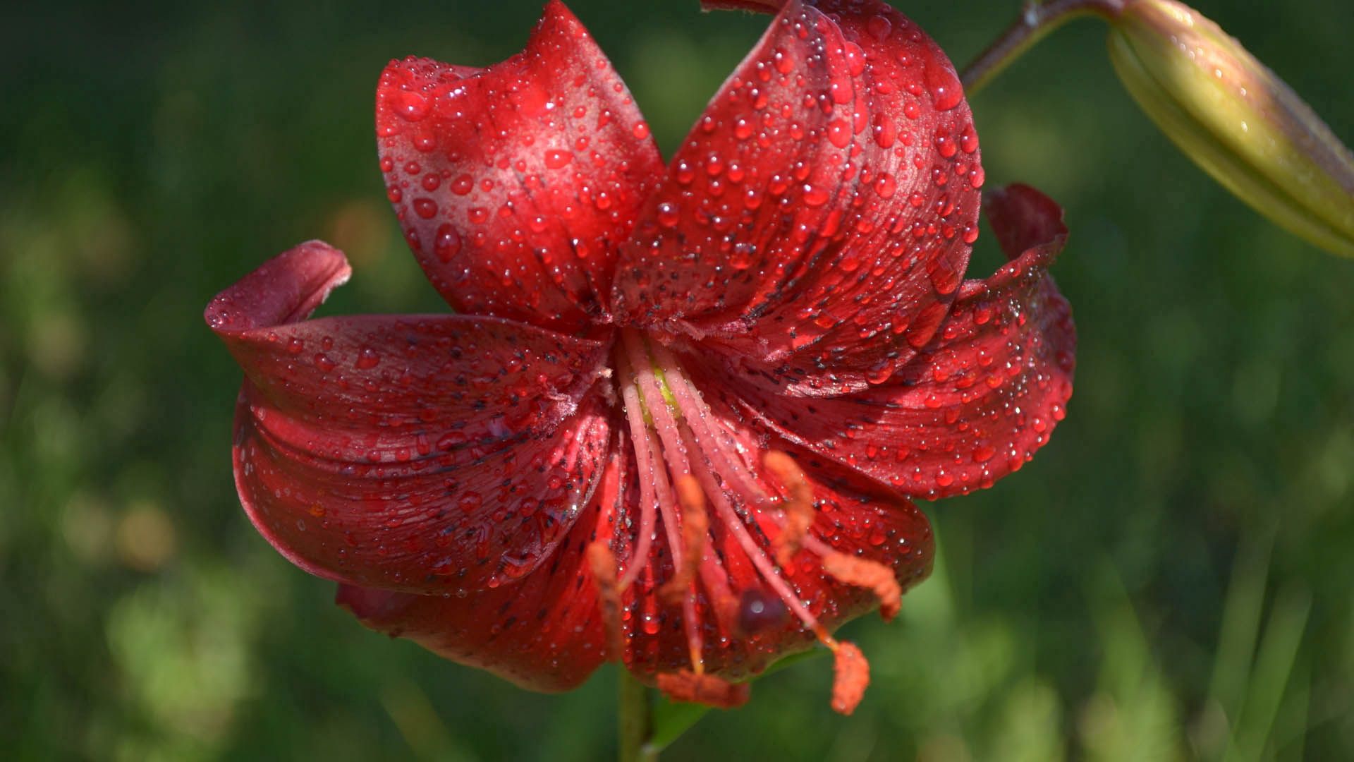 flower, lily, drops, dew, stamen